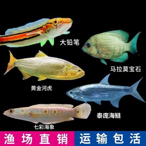 馬拉莫寶石魚圖片|馬拉莫寶石魚