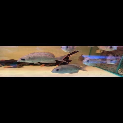 馬拉莫寶石魚圖片|馬拉莫寶石魚