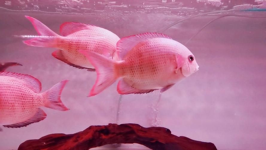 馬拉莫寶石魚圖片|馬拉莫寶石魚