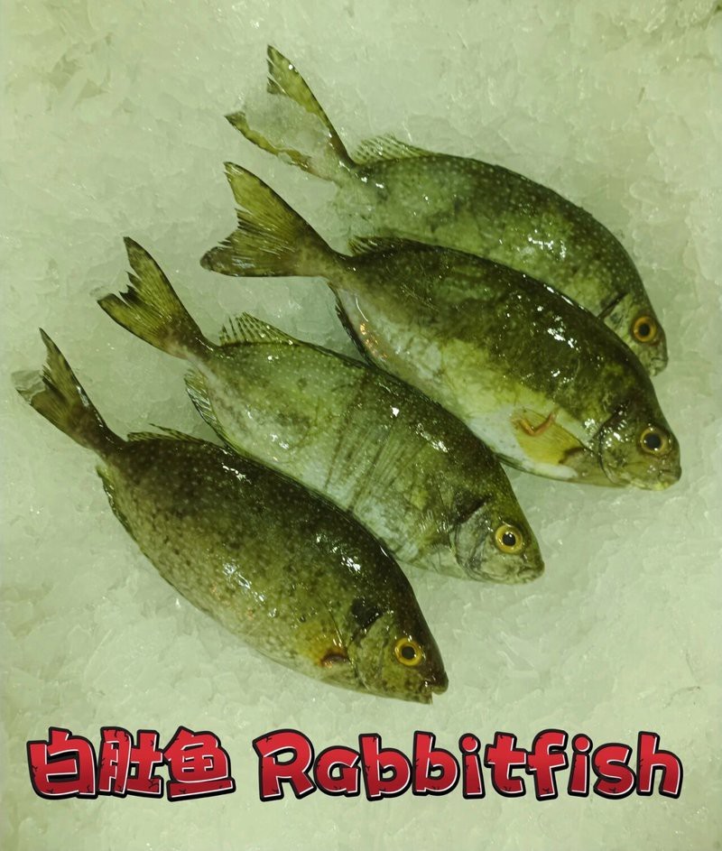 福氣魚是什么魚|\