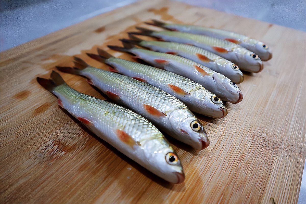 福氣魚是什么魚|\
