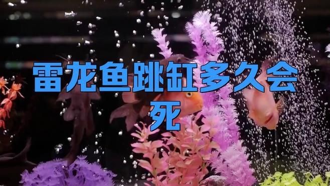 雷龍魚跳缸多久會死|雷龍魚會跳缸嗎