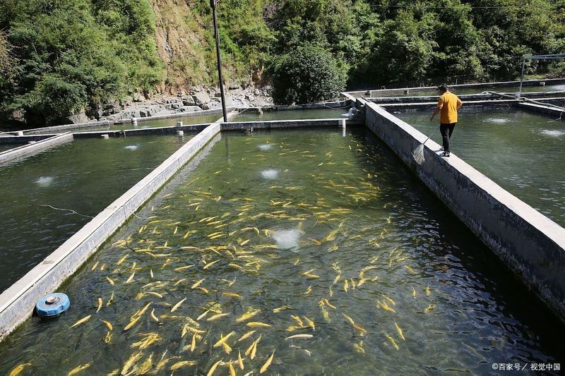 魚浮頭的急救方法|魚浮頭怎么解決最快