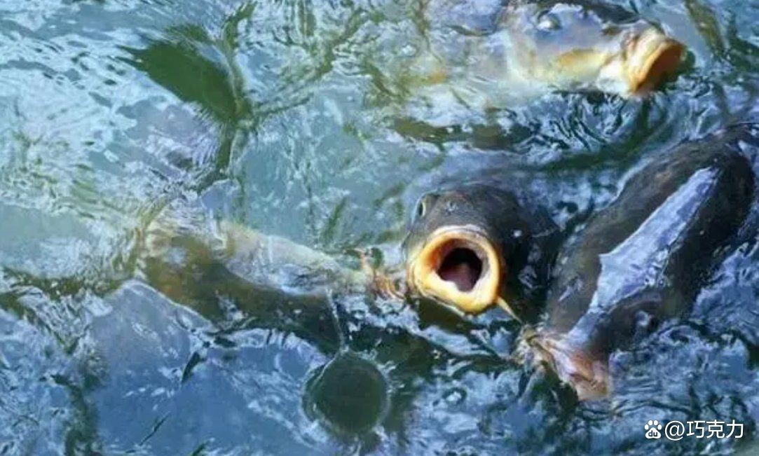 魚浮頭的急救方法|魚浮頭怎么解決最快