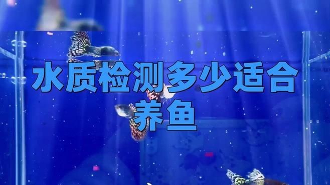 如何判斷水質是否適合冷水魚？|冷水魚怎么選,新手必看的避坑指南