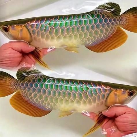金龍魚(yú)真假對(duì)照?qǐng)D高清|如何快速區(qū)分金龍魚(yú)品質(zhì) 金龍魚(yú)真假對(duì)照?qǐng)D高清|如何快速區(qū)分金龍魚(yú)品質(zhì) 龍魚(yú)百科 第20張