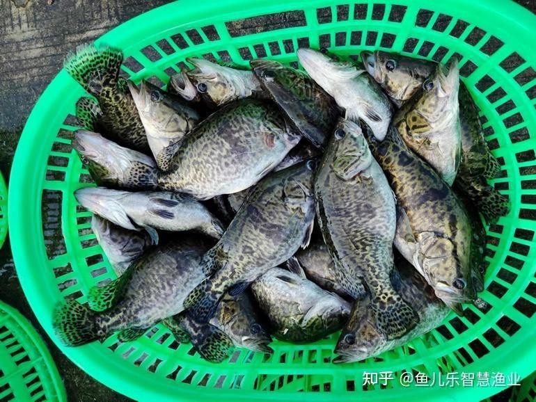 四川土鳳魚多少錢一斤|四川土鳳魚價格分析與產業觀察 四川土鳳魚多少錢一斤|四川土鳳魚價格分析與產業觀察 龍魚論壇 第5張
