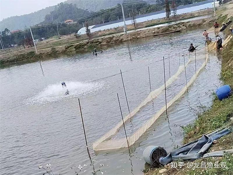 四川土鳳魚多少錢一斤|四川土鳳魚價格分析與產業觀察 四川土鳳魚多少錢一斤|四川土鳳魚價格分析與產業觀察 龍魚論壇 第4張