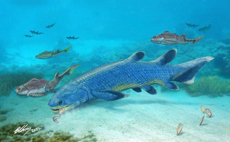 哪些魚用肺呼吸|現存的用肺呼吸的魚類主要為肺魚具有獨特的呼吸系統適應能力