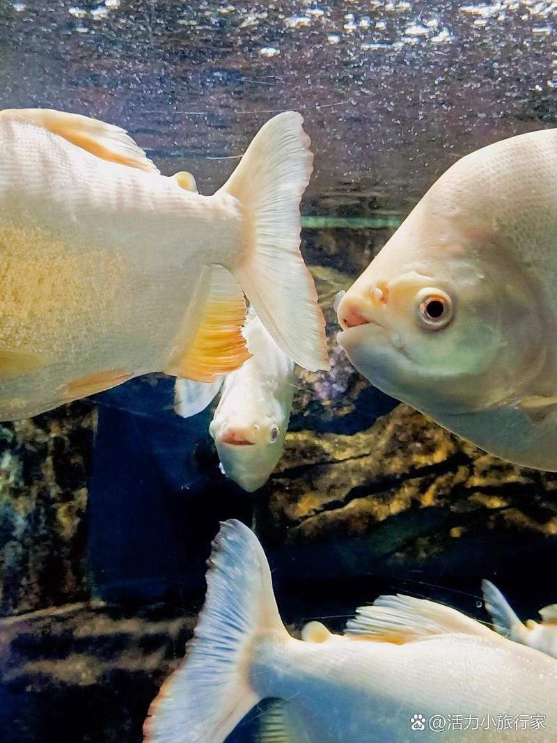 相山水族店|淮北市相山區主要水族館