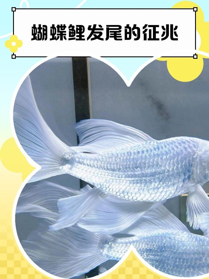 蝴蝶鯉發(fā)尾最簡單三個(gè)征兆|蝴蝶鯉發(fā)尾的三大征兆 蝴蝶鯉發(fā)尾最簡單三個(gè)征兆|蝴蝶鯉發(fā)尾的三大征兆 龍魚論壇 第3張