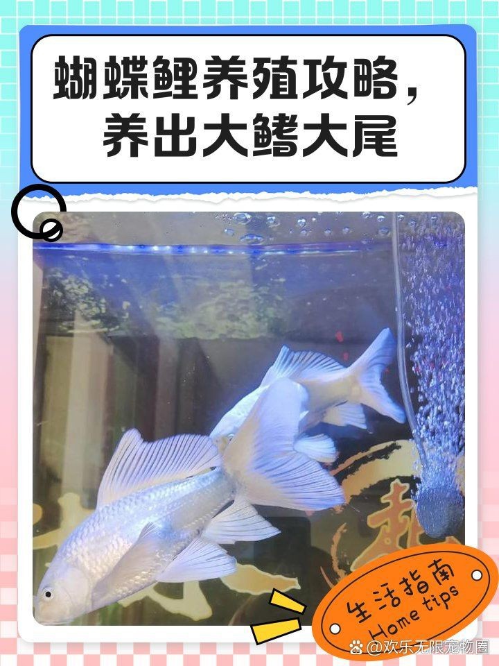 蝴蝶鯉發(fā)尾最簡單三個(gè)征兆|蝴蝶鯉發(fā)尾的三大征兆 蝴蝶鯉發(fā)尾最簡單三個(gè)征兆|蝴蝶鯉發(fā)尾的三大征兆 龍魚論壇 第9張