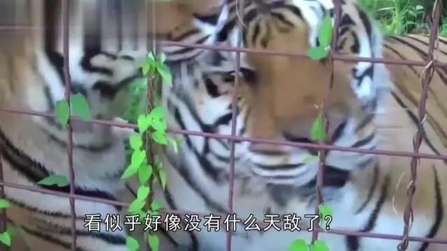 老虎唯一的天敵是誰|老虎唯一的天敵是什么動物