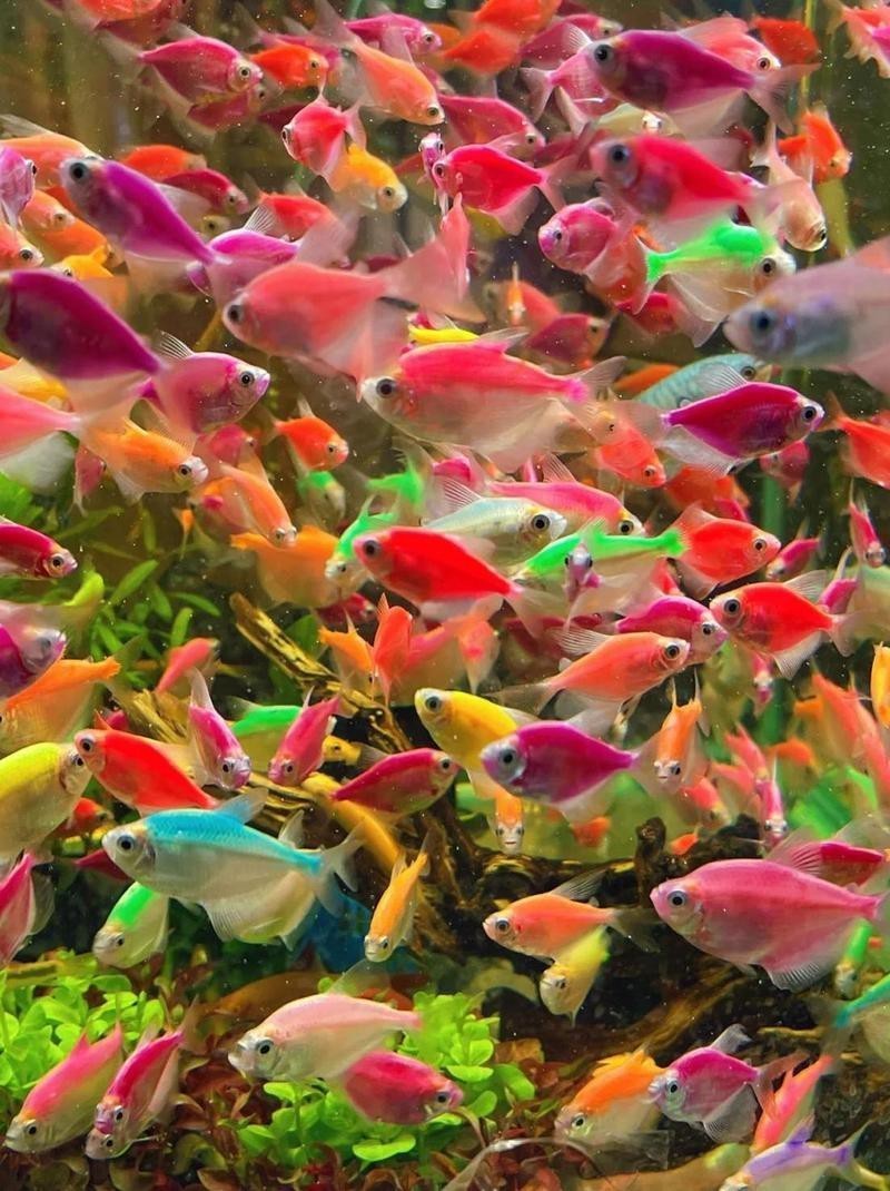漢中水族店|漢中市漢臺區水族店