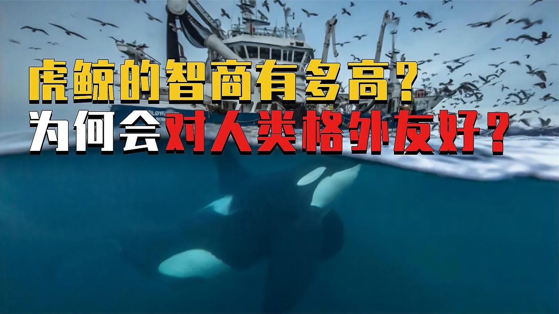 虎鯨的智商相當于人幾歲|虎鯨的智力水平一直是科學界和公眾關注的熱點話題