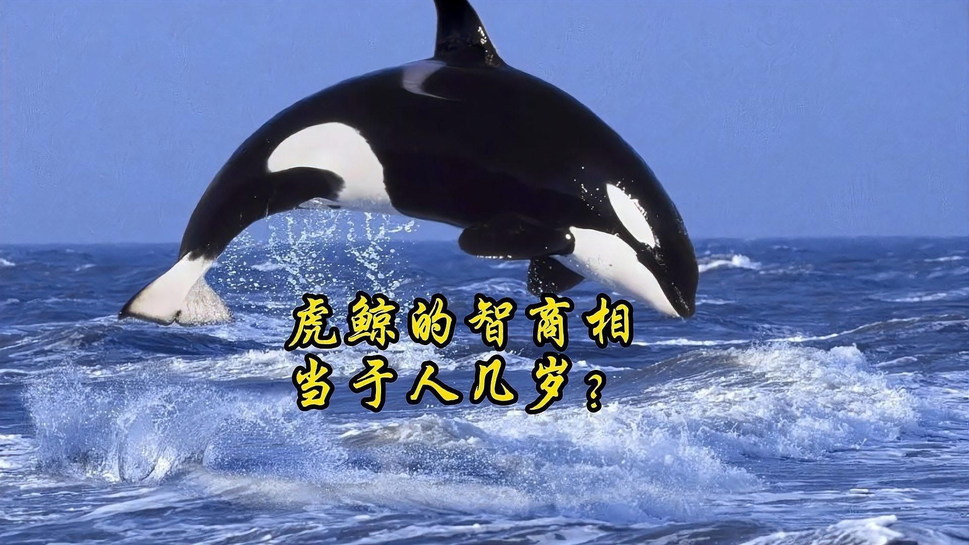 虎鯨的智商相當于人幾歲|虎鯨的智力水平一直是科學界和公眾關注的熱點話題