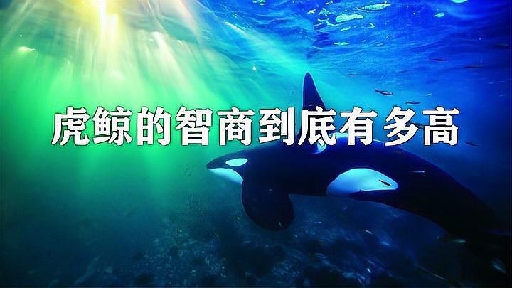 虎鯨的智商相當于人幾歲|虎鯨的智力水平一直是科學界和公眾關注的熱點話題