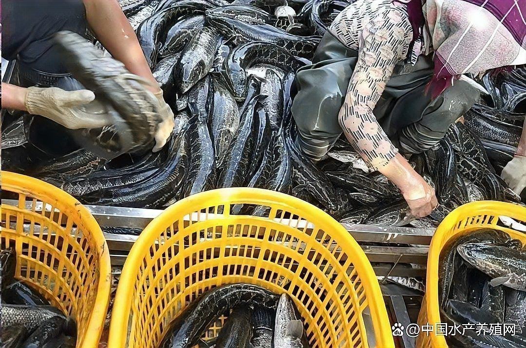 買魚什么網站便宜又好|2025年8月購買魚類商品性價比分析