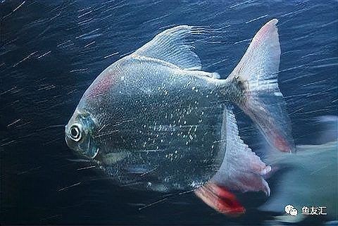 紅眼白子銀板魚好不好|紅眼白子銀板魚的優勢 紅眼白子銀板魚好不好|紅眼白子銀板魚的優勢 龍魚論壇 第1張