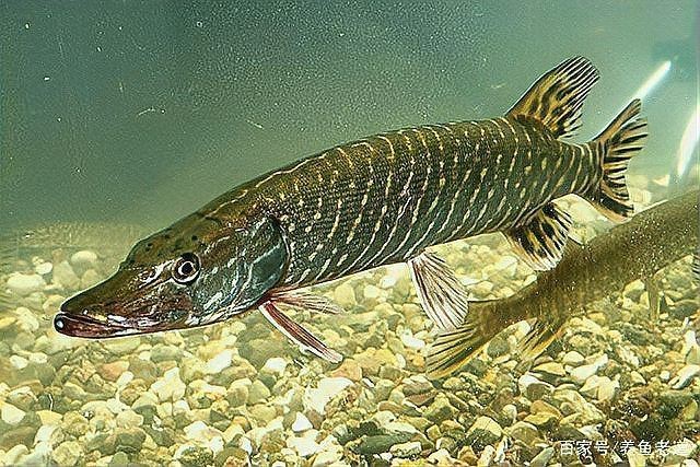祥龍魚場是否直接銷售泰國雪鯽魚？，關于泰國雪鯽魚的一般性描述 祥龍魚場是否直接銷售泰國雪鯽魚？，關于泰國雪鯽魚的一般性描述 龍魚百科 第2張