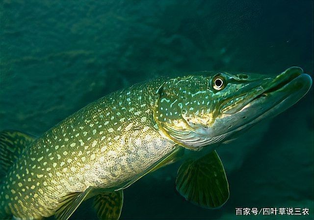 狗魚(yú)需要打氧氣嗎|狗魚(yú)是否需要打氧氣取決于養(yǎng)殖環(huán)境、密度、水溫等多重因素