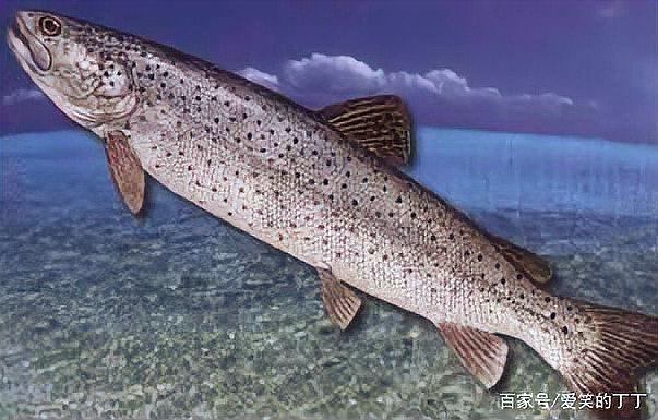 狗魚(yú)需要打氧氣嗎|狗魚(yú)是否需要打氧氣取決于養(yǎng)殖環(huán)境、密度、水溫等多重因素