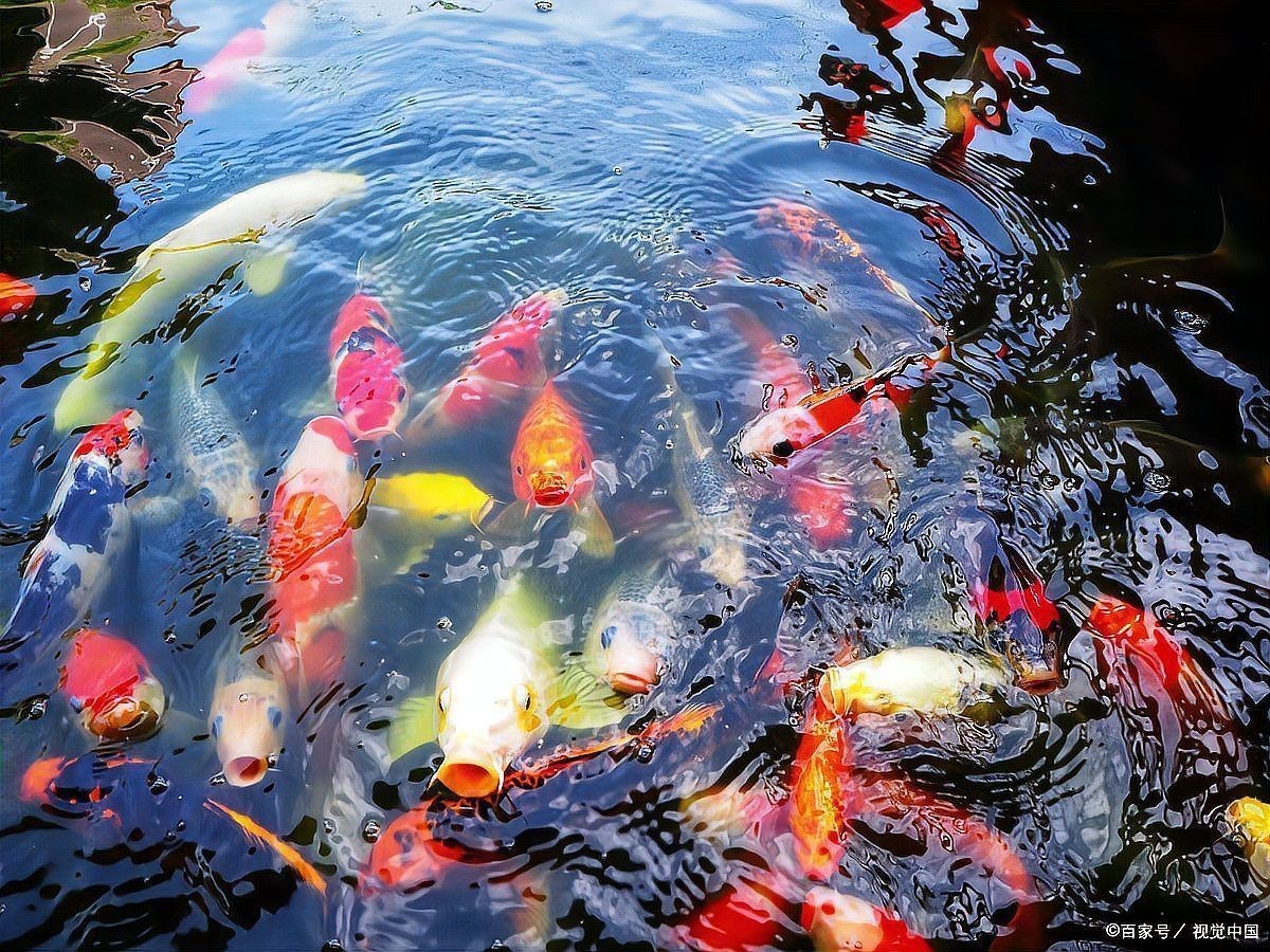 狗魚(yú)需要打氧氣嗎|狗魚(yú)是否需要打氧氣取決于養(yǎng)殖環(huán)境、密度、水溫等多重因素