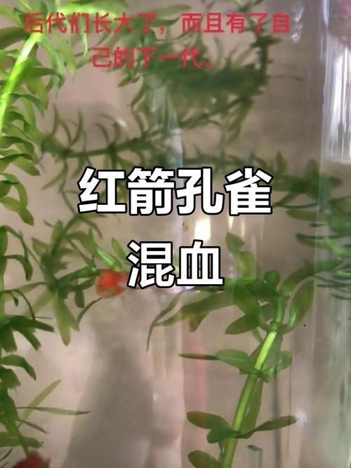 孔雀魚與紅箭魚雜交后代圖片|孔雀魚與紅箭魚雜交后代