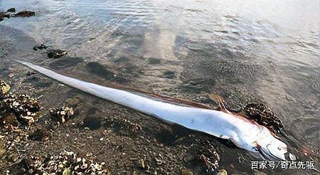 龍王魚的學名和圖片|揭秘世界上最長的硬骨魚山霧原理的賽博許愿機海洋中能長到17米