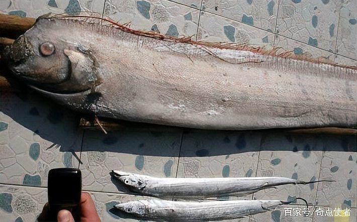 龍王魚的學名和圖片|揭秘世界上最長的硬骨魚山霧原理的賽博許愿機海洋中能長到17米
