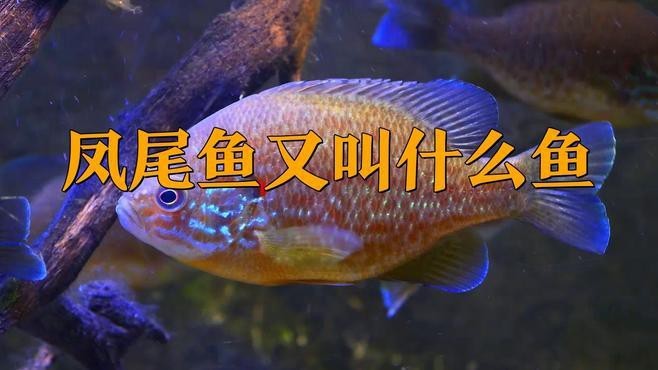 鳳尾魚(yú)是什么魚(yú)|鳳尾魚(yú)是一種具有重要經(jīng)濟(jì)和文化價(jià)值的小型洄游性魚(yú)類(lèi) 龍魚(yú)論壇 第2張 鳳尾魚(yú)是什么魚(yú)|鳳尾魚(yú)是一種具有重要經(jīng)濟(jì)和文化價(jià)值的小型洄游性魚(yú)類(lèi) 鳳尾魚(yú)是什么魚(yú)|鳳尾魚(yú)是一種具有重要經(jīng)濟(jì)和文化價(jià)值的小型洄游性魚(yú)類(lèi) 龍魚(yú)論壇 第2張
