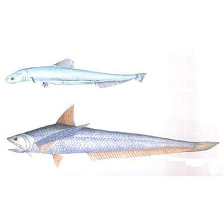 鳳尾魚(yú)是什么魚(yú)|鳳尾魚(yú)是一種具有重要經(jīng)濟(jì)和文化價(jià)值的小型洄游性魚(yú)類(lèi) 鳳尾魚(yú)是什么魚(yú)|鳳尾魚(yú)是一種具有重要經(jīng)濟(jì)和文化價(jià)值的小型洄游性魚(yú)類(lèi) 龍魚(yú)論壇 第7張