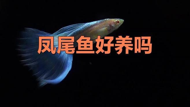 鳳尾魚(yú)是什么魚(yú)|鳳尾魚(yú)是一種具有重要經(jīng)濟(jì)和文化價(jià)值的小型洄游性魚(yú)類(lèi) 龍魚(yú)論壇 第5張 鳳尾魚(yú)是什么魚(yú)|鳳尾魚(yú)是一種具有重要經(jīng)濟(jì)和文化價(jià)值的小型洄游性魚(yú)類(lèi) 鳳尾魚(yú)是什么魚(yú)|鳳尾魚(yú)是一種具有重要經(jīng)濟(jì)和文化價(jià)值的小型洄游性魚(yú)類(lèi) 龍魚(yú)論壇 第5張
