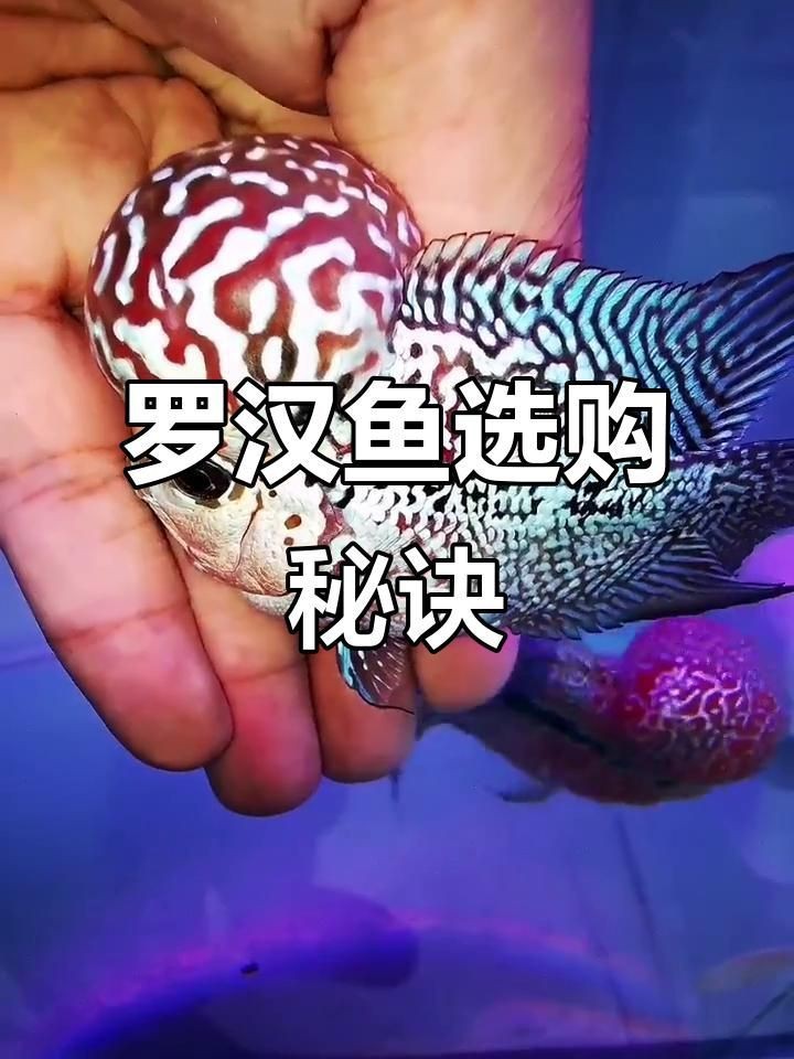 羅漢魚苗怎么挑選|如何挑選羅漢魚苗 羅漢魚苗怎么挑選|如何挑選羅漢魚苗 龍魚百科 第3張