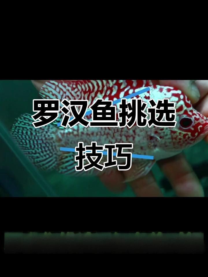 羅漢魚苗怎么挑選|如何挑選羅漢魚苗 羅漢魚苗怎么挑選|如何挑選羅漢魚苗 龍魚百科 第5張