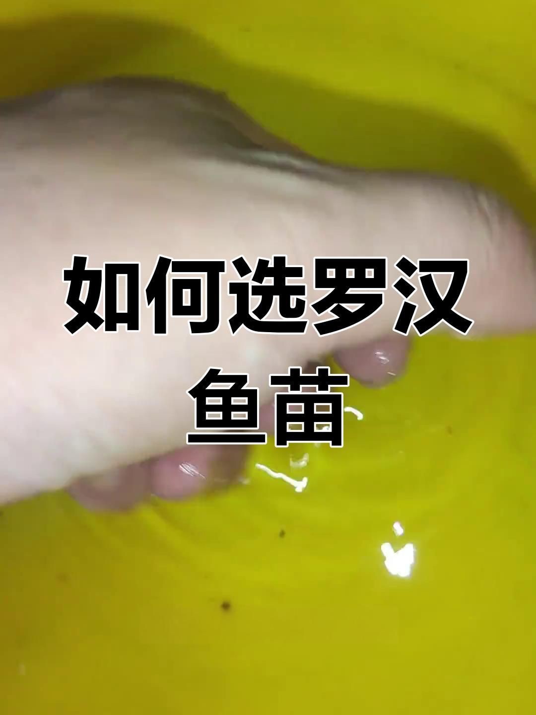 羅漢魚苗怎么挑選|如何挑選羅漢魚苗 羅漢魚苗怎么挑選|如何挑選羅漢魚苗 龍魚百科 第4張