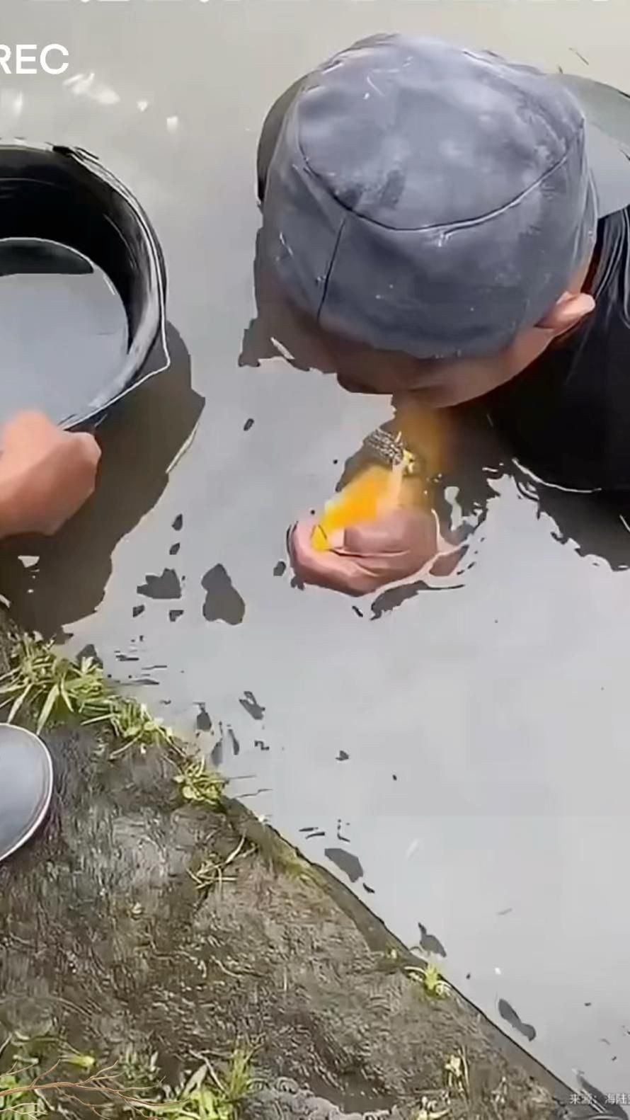 黃金龍魚|廣東男子釣上黃金雷龍魚，跟鑲了黃金似的，網友：十萬我要了！
