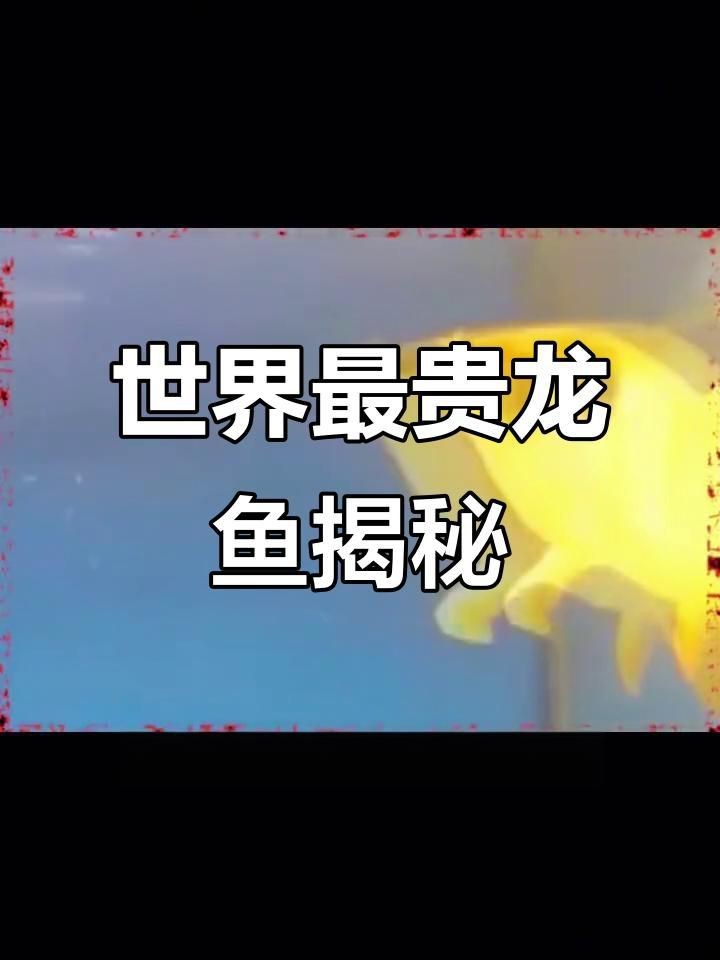 黃金龍魚|廣東男子釣上黃金雷龍魚，跟鑲了黃金似的，網友：十萬我要了！