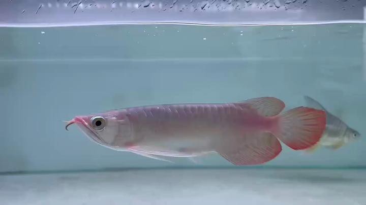 灞橋龍魚店|灞橋區(qū)龍魚vs祥龍魚場 灞橋龍魚店|灞橋區(qū)龍魚vs祥龍魚場 全國水族館企業(yè)名錄 第1張