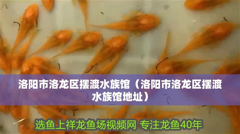 洛龍水族店|洛陽市洛龍區(qū)多家水族店鋪