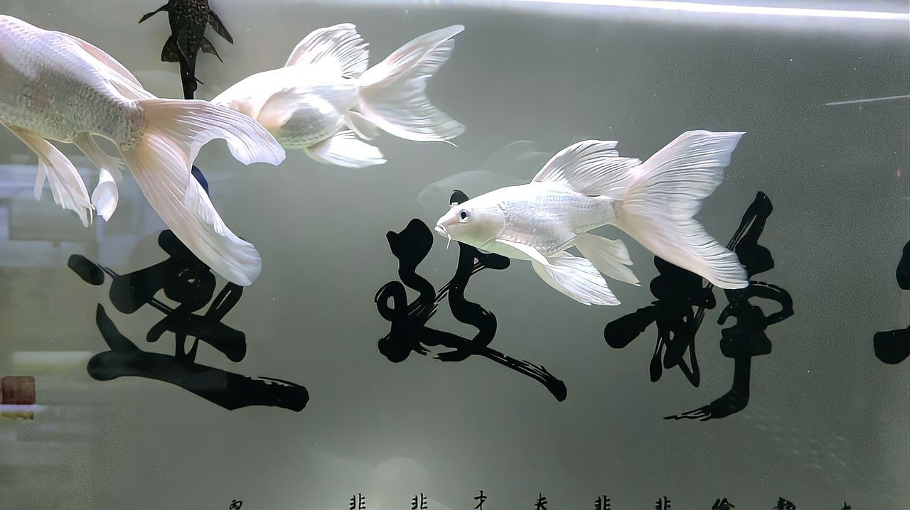 龍鳳錦鯉和蝴蝶鯉區分|如何分辨蝴蝶鯉和龍鳳錦鯉 龍魚百科 第5張 龍鳳錦鯉和蝴蝶鯉區分|如何分辨蝴蝶鯉和龍鳳錦鯉 龍鳳錦鯉和蝴蝶鯉區分|如何分辨蝴蝶鯉和龍鳳錦鯉 龍魚百科 第5張