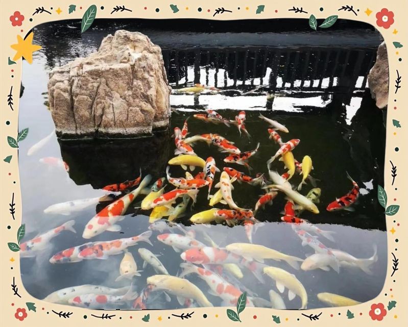 龍鳳錦鯉是吉兆還是兇兆|龍鳳錦鯉在中國傳統(tǒng)文化中普遍被視為吉兆 龍鳳錦鯉是吉兆還是兇兆|龍鳳錦鯉在中國傳統(tǒng)文化中普遍被視為吉兆 龍魚百科 第7張
