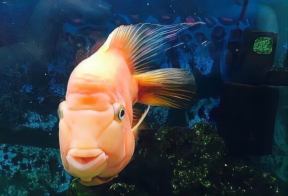 龍魚多大開始進入老年期？|如何判斷龍魚是否進入老年期？
