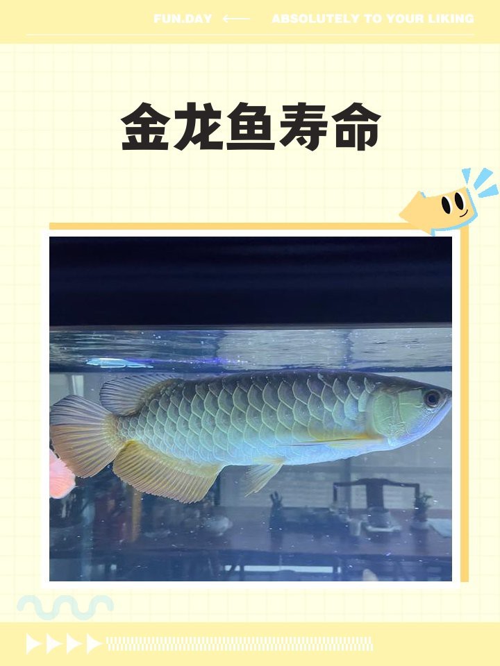 龍魚多大開始進入老年期？|如何判斷龍魚是否進入老年期？