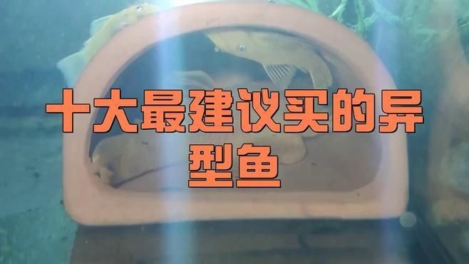 哪種異形魚養不大又好養|十大最耐養的異型魚