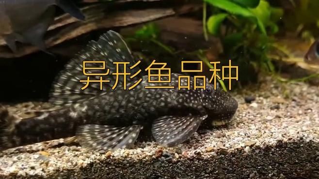 哪種異形魚養不大又好養|十大最耐養的異型魚