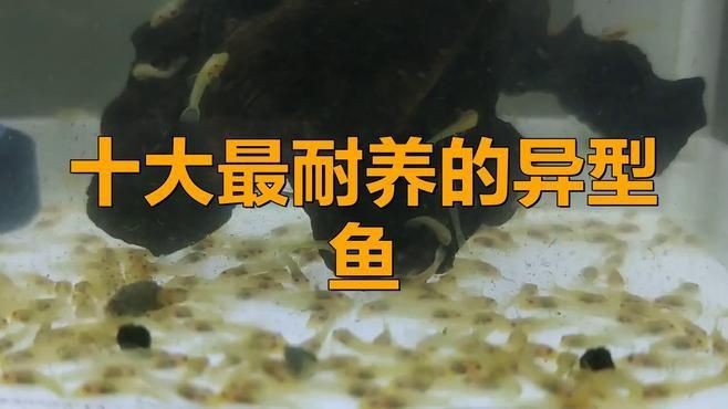 哪種異形魚養不大又好養|十大最耐養的異型魚