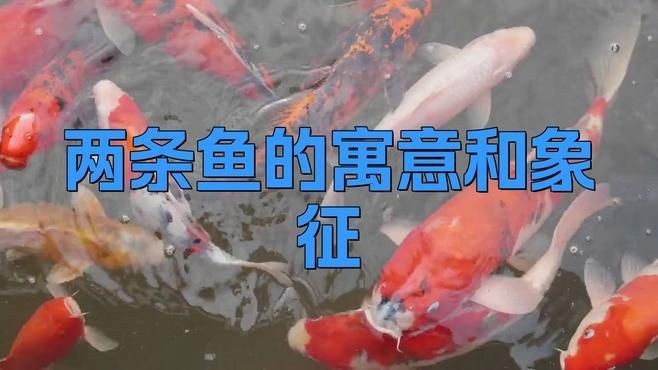 兩條魚的風水寓意|兩條魚在風水中的寓意 兩條魚的風水寓意|兩條魚在風水中的寓意 龍魚百科 第4張