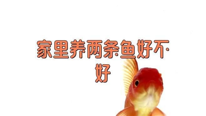 兩條魚的風水寓意|兩條魚在風水中的寓意 兩條魚的風水寓意|兩條魚在風水中的寓意 龍魚百科 第8張