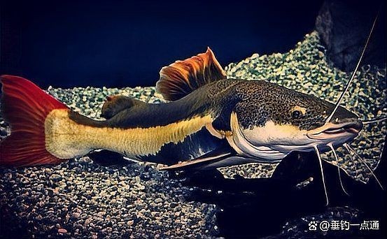 紅尾魚壽命有多長|關于紅尾魚的壽命，不同品種存在顯著差異，需結合具體種類分析